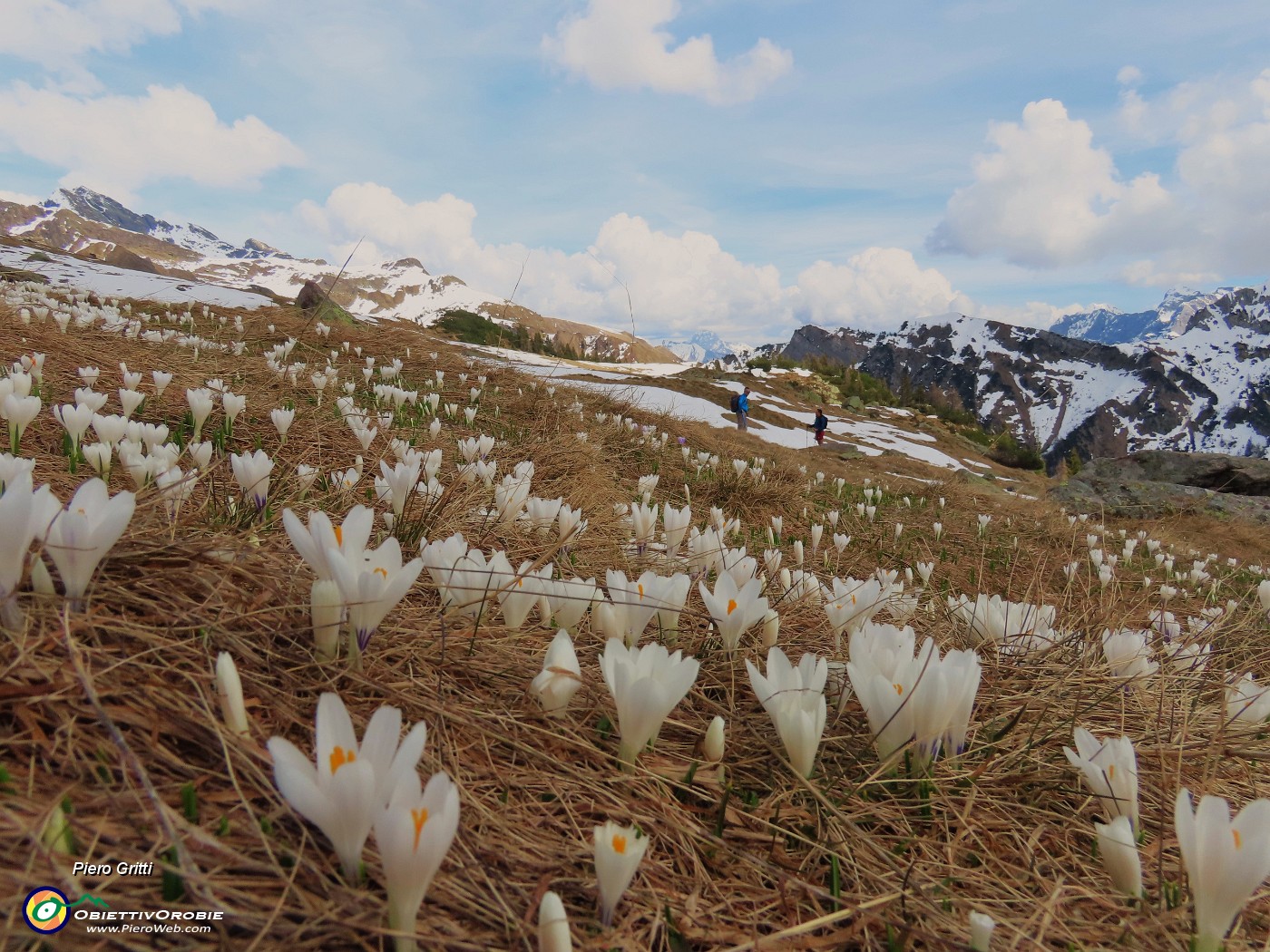 63 Monte Campo e i crocus.JPG